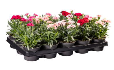 Multicolored carnations thriving in individual pots