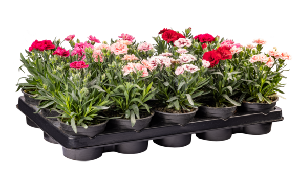 Multicolored carnations thriving in individual pots