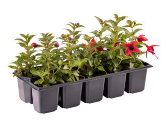 Seedlings of fuchsia plants