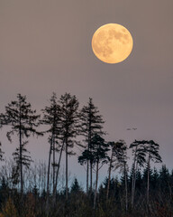 Vollmond &uuml;ber dem Wald