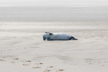 Fototapeta premium Seal in its natural habitat laying on the beach and dune in Dutch north sea coastline (Noordzee) The earless phocids or true seals are one of the three main groups of mammals, Pinnipedia, Netherlands.