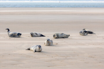 Seals in its natural habitat laying on the beach and dune in Dutch north sea coastline (Noordzee) The earless phocids or true seals are one of the three main groups of mammals, Pinnipedia, Netherlands © Sarawut