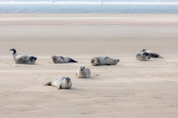 Gordijnen Seals in its natural habitat laying on the beach and dune in Dutch north sea coastline (Noordzee) The earless phocids or true seals are one of the three main groups of mammals, Pinnipedia, Netherlands © Sarawut