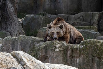 Big brown bear looks forward lying on the rock resting its head on one of its paws.