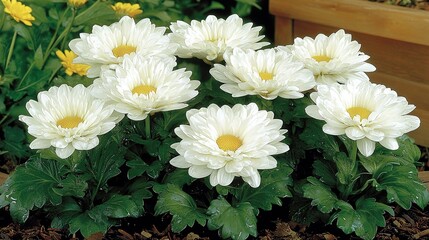 Obraz premium A cluster of white blossoms atop a bed of soil adjoining a yellow-white planter