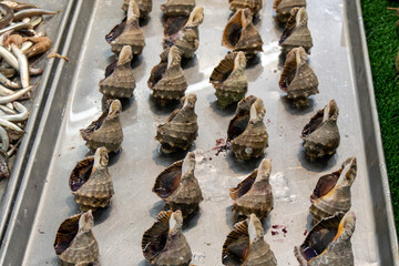 Close up shots of conchs. A close-up shot of a seashell waiting for sale in the seafood section of a supermarket.