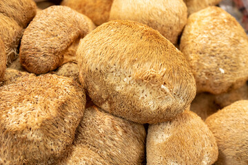A bunch of Lion‘s Mane Mushroom-Hericium erinaceum