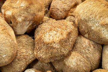 A bunch of Lion‘s Mane Mushroom-Hericium erinaceum © JUN LI