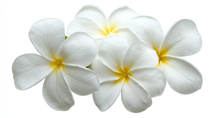 Naklejka premium Beautiful white jasmine flowers with yellow centers, showcasing delicate petals and serene appearance. Perfect for nature lovers and floral enthusiasts