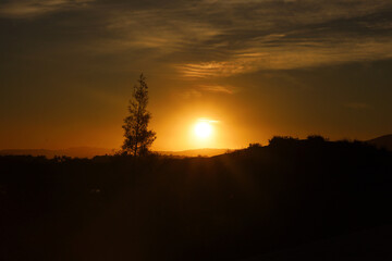 colorful sunset on the background of spruce, spruce is displayed in silhouette.