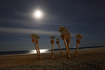 Obraz premium palm trees on the beach at night.