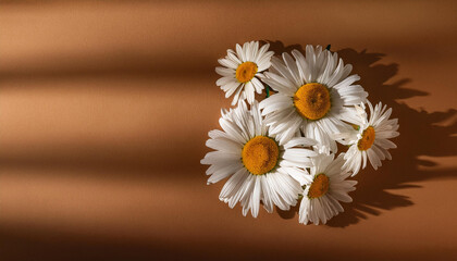 Obraz premium Bunch of white chamomiles on brown background in sunlight with dark shadows. The concept of purity, freshness, Trendy and modern, aesthetic, minimalism top view