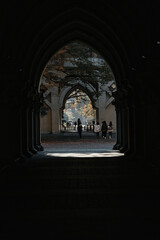 Tokyo,Japan - November 22, 2024: Gingko trees at Tokyo university in Tokyo, Japan