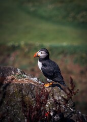 atlantic puffin or common puffin