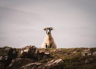 white hebridean sheep on a rock
