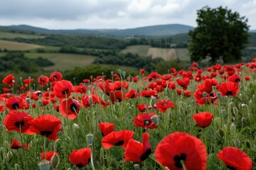 Obraz premium Vibrant summer landscape with poppy field and trees.