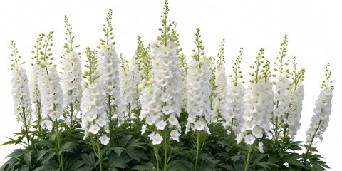 Flowers for landscaping, transparent background