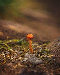 Orange mushroom on ground