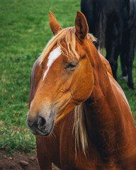 portrait of a brown horse