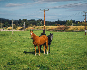Horses in a field
