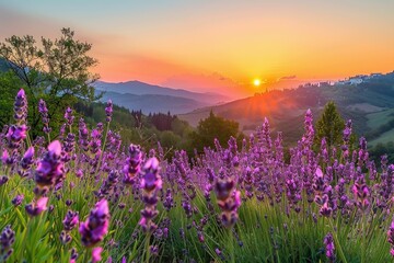 Fototapeta premium Beautiful lavender sunset over floral meadow with moody sky.