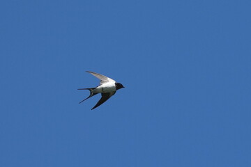 barn swallow in flight