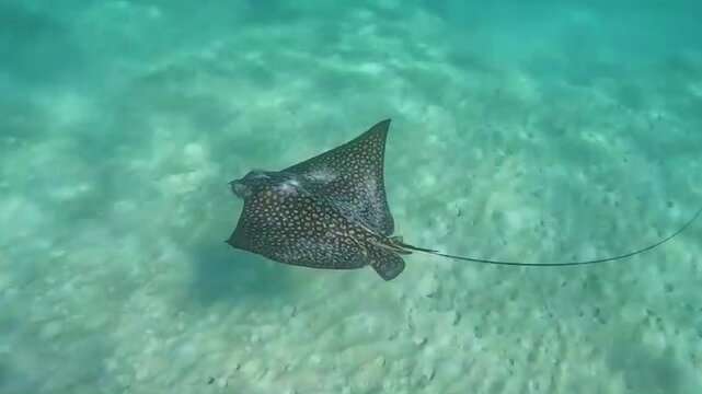 Snorkeling with eagle ray stingray in Akumal Mexico.