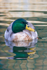 Pato-real com o nome cientifico de (Anas platyrhynchos). Um pato macho a nadar num lago.