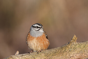 Escrevedeira-de-garganta-cinzenta ou cia com o nome cientifico de (Emberiza cia). Pequena ave...