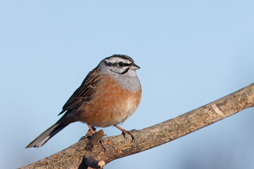 Escrevedeira-de-garganta-cinzenta ou cia com o nome cientifico de (Emberiza cia). Pequena ave cabeça branca e preta pousado em um pau, com fundo azul do céu.