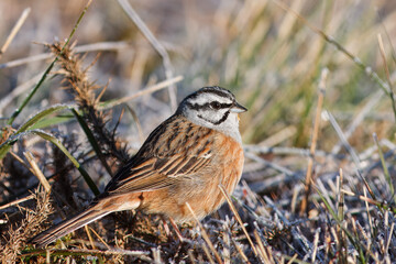 Escrevedeira-de-garganta-cinzenta ou cia com o nome cientifico de (Emberiza cia). Pequena ave cabeça branca e preta pousadono solo com a vegetação com geada.