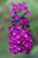 紫色の小さなフサフジウツギの花