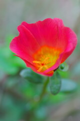 Obraz premium 赤いマツバボタンの花