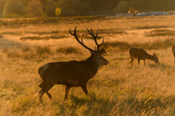 Majestic Red Deer in Golden Meadow