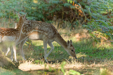 Delicate Fawn and Mother Deer in Forest