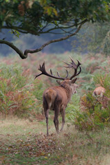 Majestic Red Deer in Autumnal Forest