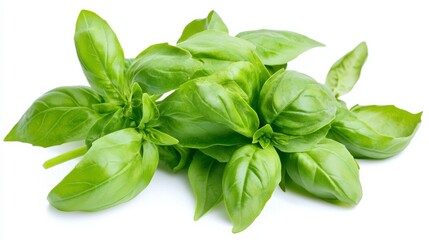 Obraz premium A fresh bunch of basil with its vibrant green leaves and aromatic scent, Each leaf’s bright color and subtle imperfections captured with precision