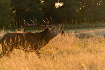 Majestic Red Deer in Golden Meadow