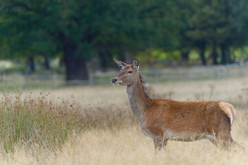 Majestic Red Deer in a Golden Meadow