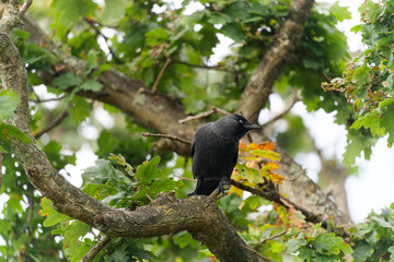 Jackdaw Perched on Oak Tree Branch