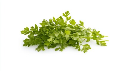 A fresh bunch of chervil with its delicate green leaves and mild anise flavor, Each leaf’s bright color and subtle imperfections captured with precision