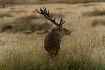Majestic Red Deer in a Golden Meadow