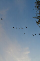 Flock of Geese