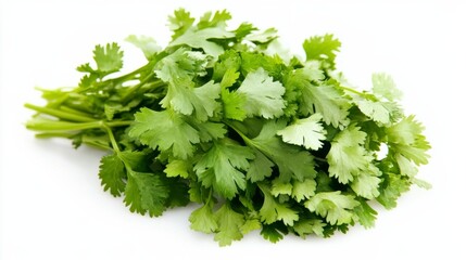 Fototapeta premium A fresh bunch of cilantro with its vibrant green leaves and delicate stems, Each leaf’s bright green color and subtle imperfections captured with precision