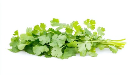 Obraz premium A fresh bunch of cilantro with its vibrant green leaves and delicate stems, Each leaf’s bright green color and subtle imperfections captured with precision