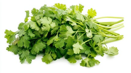 Fototapeta premium A fresh bunch of cilantro with its vibrant green leaves and pungent aroma, Each leaf’s sharp edges and distinctive flavor captured with precision