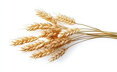 Golden Wheat Stalks Isolated on White Background for Package Design