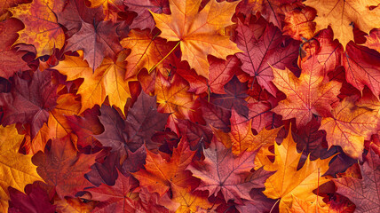 A detailed view of striking red and orange maple leaves, capturing the essence of autumn just before their descent.