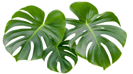 Vibrant green Monstera leaves with distinctive splits and holes, set against a clean white background, creating a fresh and tropical botanical aesthetic.