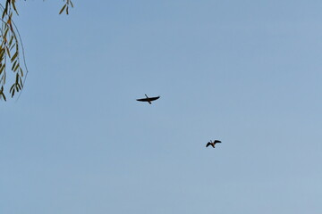 Geese